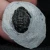 trylobit-z-maroka-maly-naturalny (47).webp