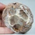 agat-z-meksyku-calandria-mexico (2).webp