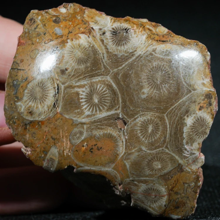 skamienialy-koralowiec-z-maroka-skamienialosci (7).webp