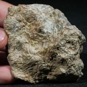 skamienialy-koralowiec-z-maroka-skamienialosci (8).webp