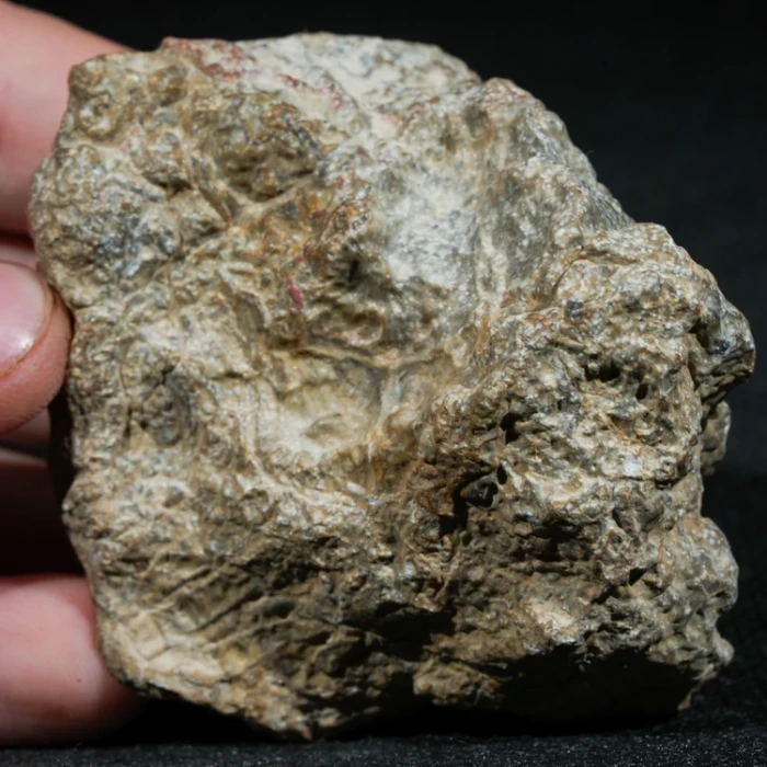 skamienialy-koralowiec-z-maroka-skamienialosci (8).webp