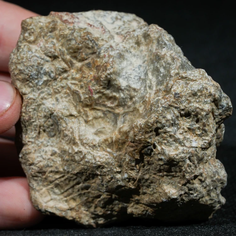 skamienialy-koralowiec-z-maroka-skamienialosci (8).webp