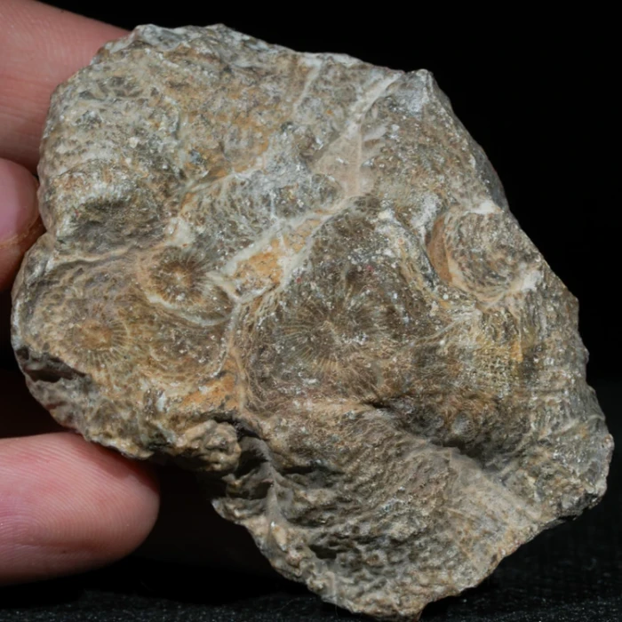 skamienialy-koralowiec-z-maroka-skamienialosci (39).webp