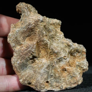 skamienialy-koralowiec-z-maroka-skamienialosci (20).webp