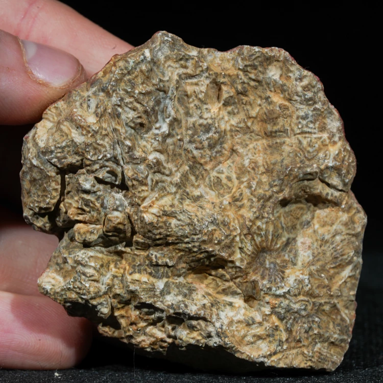 skamienialy-koralowiec-z-maroka-skamienialosci (56).webp