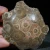 skamienialy-koralowiec-z-maroka-skamienialosci (9).webp