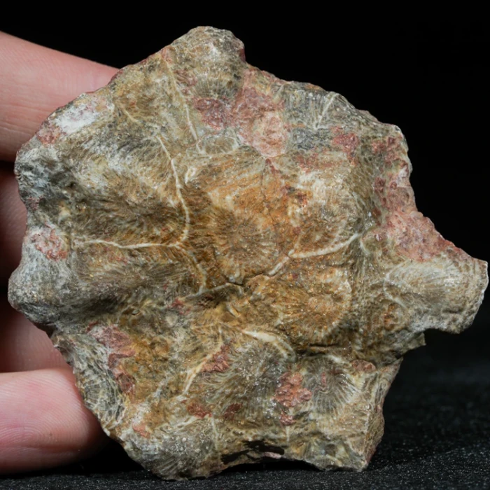 skamienialy-koralowiec-z-maroka-skamienialosci (10).webp