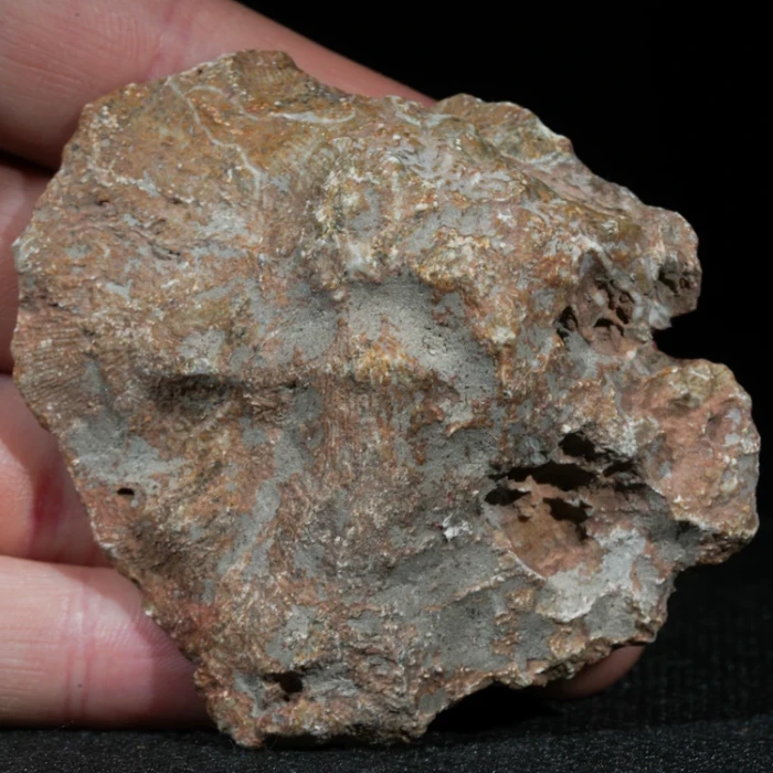 skamienialy-koralowiec-z-maroka-skamienialosci (50).webp