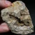 skamienialy-koralowiec-z-maroka-skamienialosci (6).webp