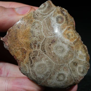 skamienialy-koralowiec-z-maroka-skamienialosci (1).webp