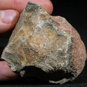 skamienialy-koralowiec-z-maroka-skamienialosci (2).webp