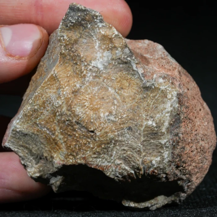 skamienialy-koralowiec-z-maroka-skamienialosci (2).webp
