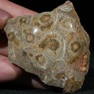 skamienialy-koralowiec-z-maroka-skamienialosci (44).webp