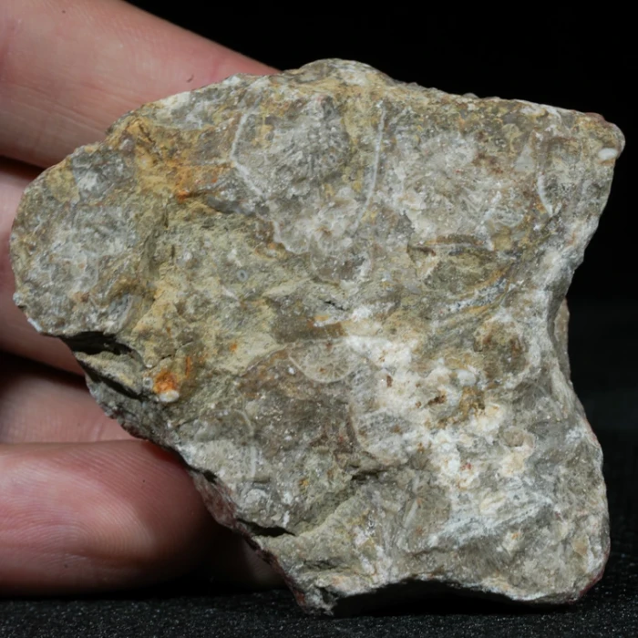skamienialy-koralowiec-z-maroka-skamienialosci (45).webp