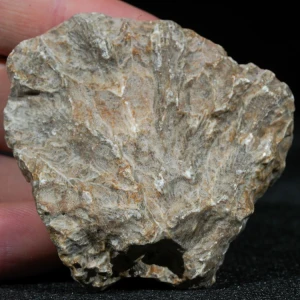 skamienialy-koralowiec-z-maroka-skamienialosci (26).webp