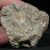 skamienialy-koralowiec-z-maroka-skamienialosci (26).webp