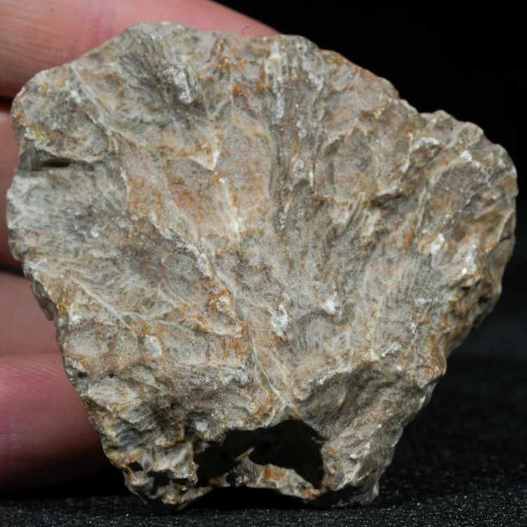 skamienialy-koralowiec-z-maroka-skamienialosci (26).webp