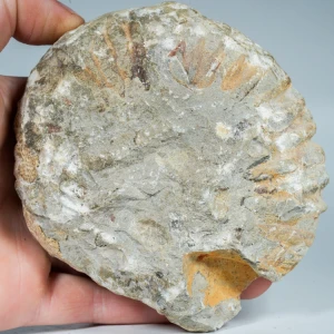 amonit-surowa-skamienialosc-dekoracyjna (32).webp
