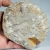 amonit-surowa-skamienialosc-dekoracyjna (32).webp