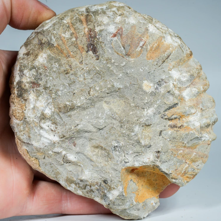 amonit-surowa-skamienialosc-dekoracyjna (32).webp