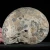 amonit-polerowany-przeciety-skamienalosci (5).webp