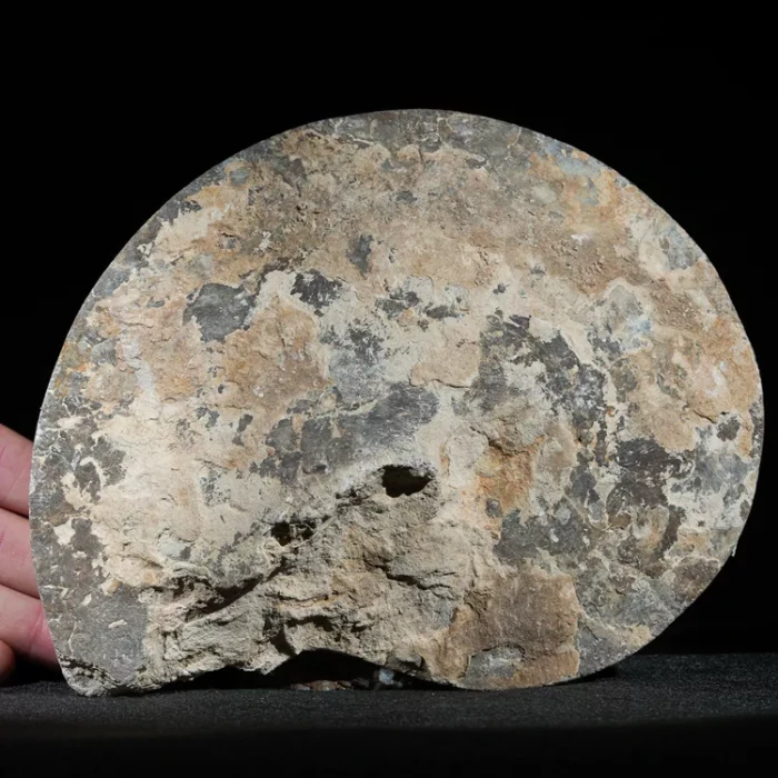 amonit-polerowany-przeciety-skamienalosci (5).webp