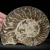 amonit-polerowany-przeciety-skamienalosci (1).webp