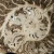 amonit-polerowany-przeciety-skamienalosci (3).webp