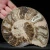amonit-polerowany-przeciety-skamienalosci (17).webp
