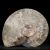 amonit-polerowany-przeciety-skamienalosci (18).webp