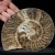 amonit-polerowany-przeciety-skamienalosci (21).webp