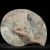 amonit-polerowany-przeciety-skamienalosci (22).webp
