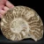 amonit-polerowany-przeciety-skamienalosci (23).webp