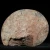 amonit-polerowany-przeciety-skamienalosci (38).webp
