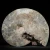 amonit-polerowany-przeciety-skamienalosci (42).webp
