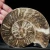amonit-polerowany-przeciety-skamienalosci (39).webp