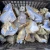 agaty-niebieskie-surowe-chalcedony (1).webp