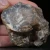 agaty-naturalne-kolekcjonerskie-sarul (119).webp