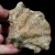 skamienialy-koralowiec-z-maroka (4).webp