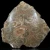 skamienialy-koralowiec-z-maroka (5).webp