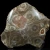 skamienialy-koralowiec-z-maroka (17).webp