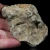 skamienialy-koralowiec-z-maroka (20).webp