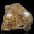 skamienialy-koralowiec-z-maroka (23).webp