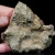 skamienialy-koralowiec-z-maroka (24).webp