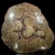 skamienialy-koralowiec-z-maroka (25).webp