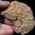 skamienialy-koralowiec-z-maroka (38).webp