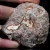 agat-z-nowego-kosciola-polska-agaty (54).webp