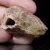 agat-malawi-afryka-kolorowy-naturalny (103).webp