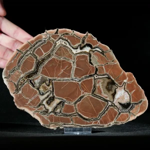 Septarie-smoczy-kamien-septarian (1) (Copy).webp