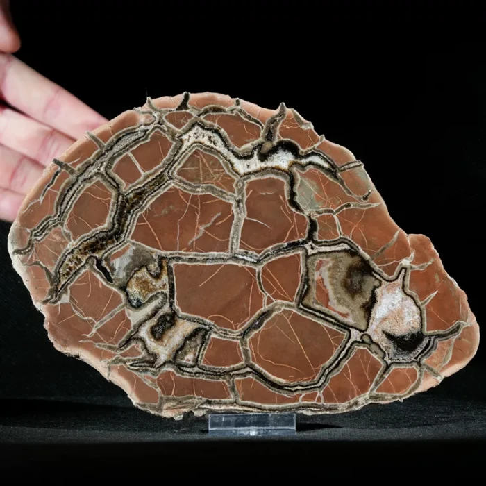 Septarie-smoczy-kamien-septarian (1) (Copy).webp
